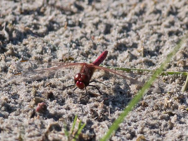 Zwervende heidelibel (Sympetrum fonscolombii)